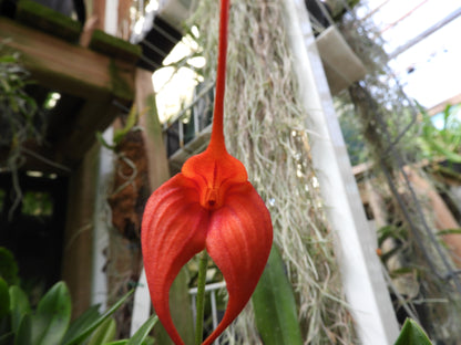 Masdevallia (Patricia Hill × macrura) 'Chunkie' flower close-up showing large heavily built form with bold colouration