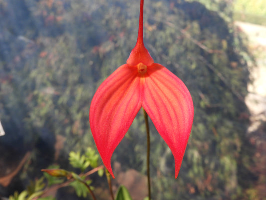 Masdevallia Rubicon 'Torbott' HCC/AOC