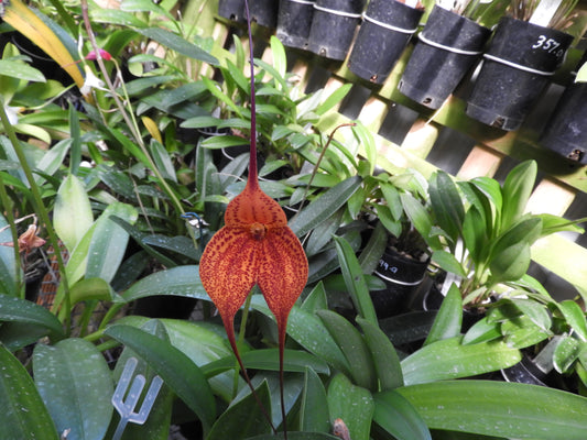 Masdevallia Super Nova 'Beenak' FCC/AOC