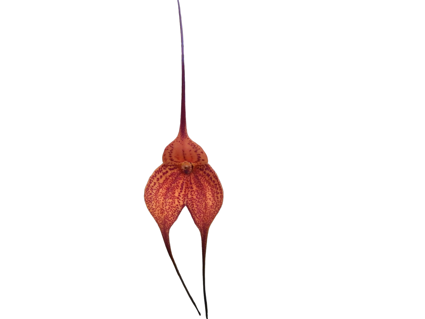 Masdevallia Super Nova 'Beenak' FCC/AOC
