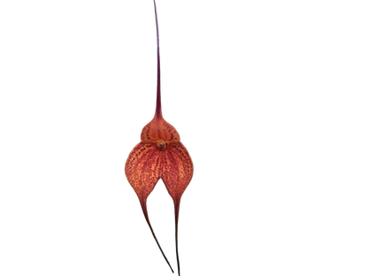 Masdevallia Super Nova 'Beenak' FCC/AOC