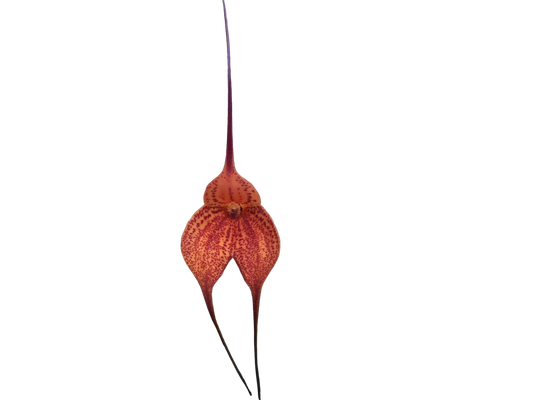 Masdevallia Super Nova 'Beenak' FCC/AOC