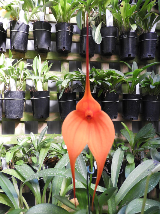Masdevallia Curacao ‘Finn’