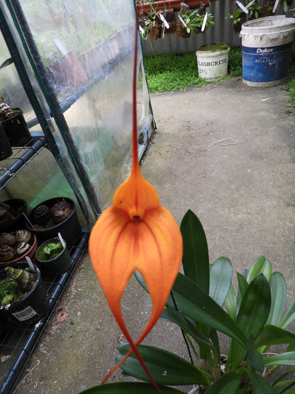 Masdevallia Curacao ‘Oliver’