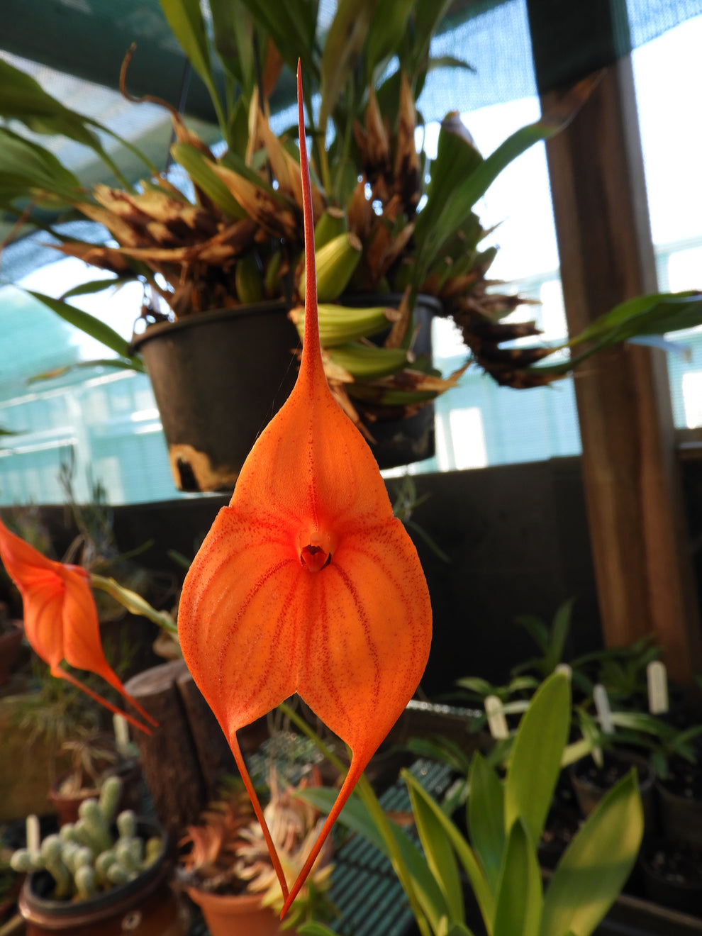 Masdevallia King of Kings ‘Bold Ruler’ | Belgrave Orchids