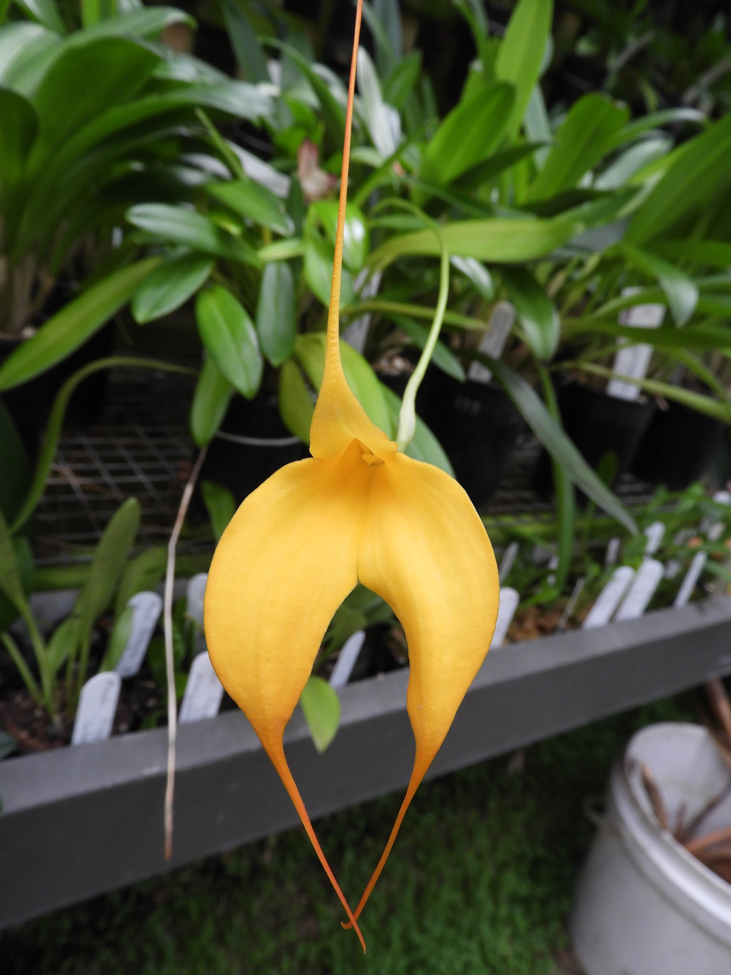 Masdevallia Mary Staal ‘Golden Gate’