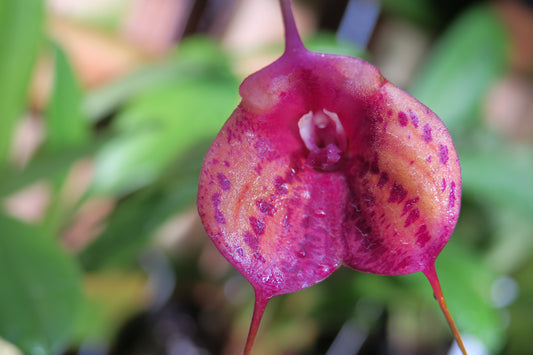 Masdevallia Morning Glory ‘KHB’ AD/AOC
