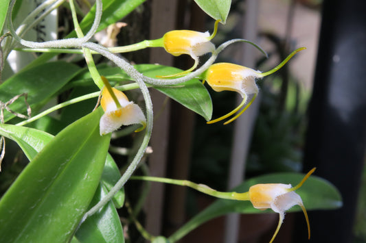 Masdevallia paivaeana