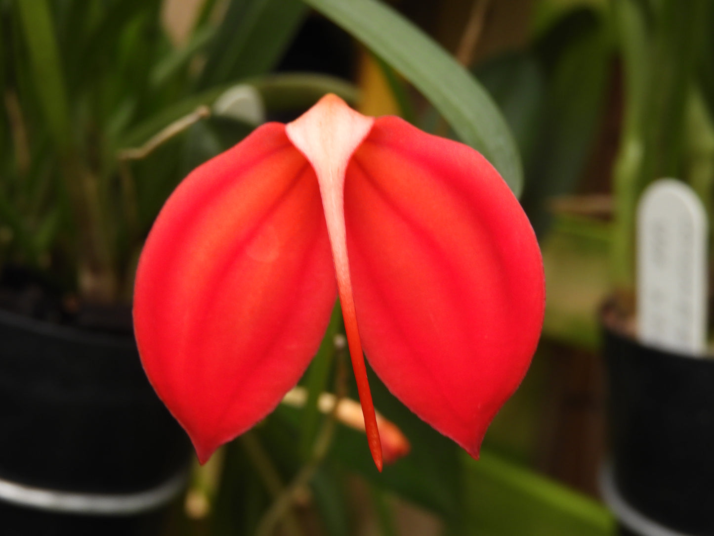 Masdevallia ignea 'Plush'