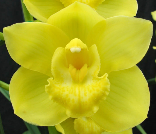 Cymbidium Memoria Patsy Beauman 'Templestow'