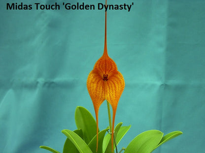 Masdevallia Midas Touch ‘Golden Fynasty’ FCC/AOC