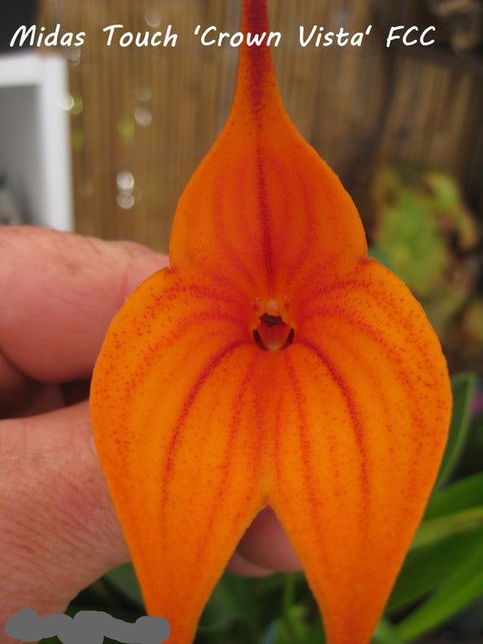 Masdevallia Midas Touch ‘Crown Vista’ FCC/AOC