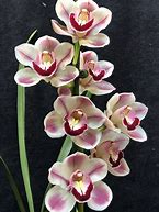 Cymbidium Kimberly Splash 'Tee Pee'