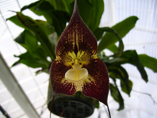 Dracula Vampira x woolwardiae