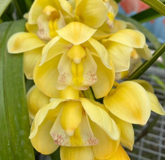 Buttercup yellow cymbidium