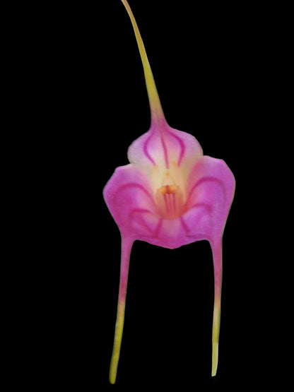 Masdevallia Peppermint Glow 'Morade' flower close-up showing peppermint-pink hybrid colouration