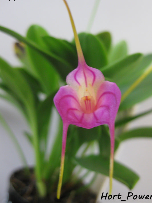 Masdevallia Peppermint Glow 'Morade'