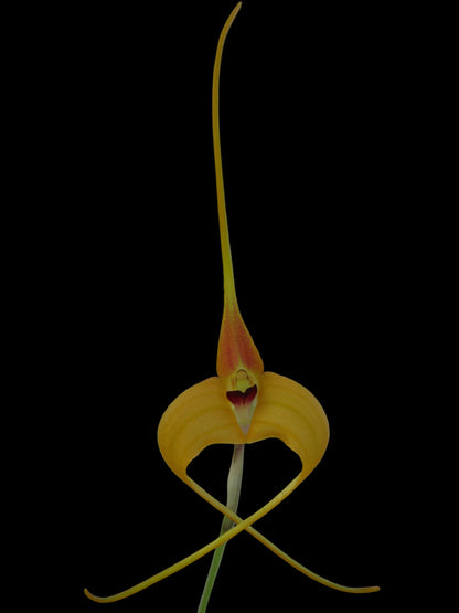 Porrovallia Monica flower close-up showing hybrid colouration and pendant form
