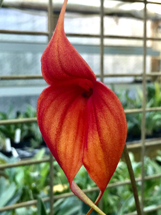 Masdevallia Prince Charming AM/RHS