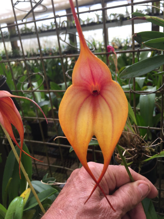 Masdevallia Rein Touch 'Beenak Brass' AM/AOC