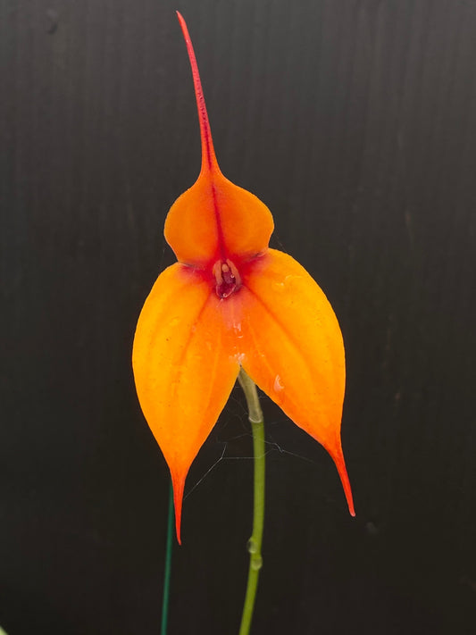 Masdevallia Rein Touch Unflowered Seedlings