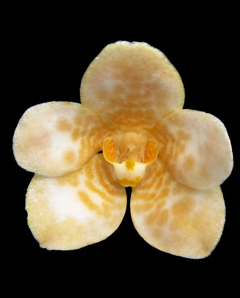 Sarcochilus (Sarco) Rossella