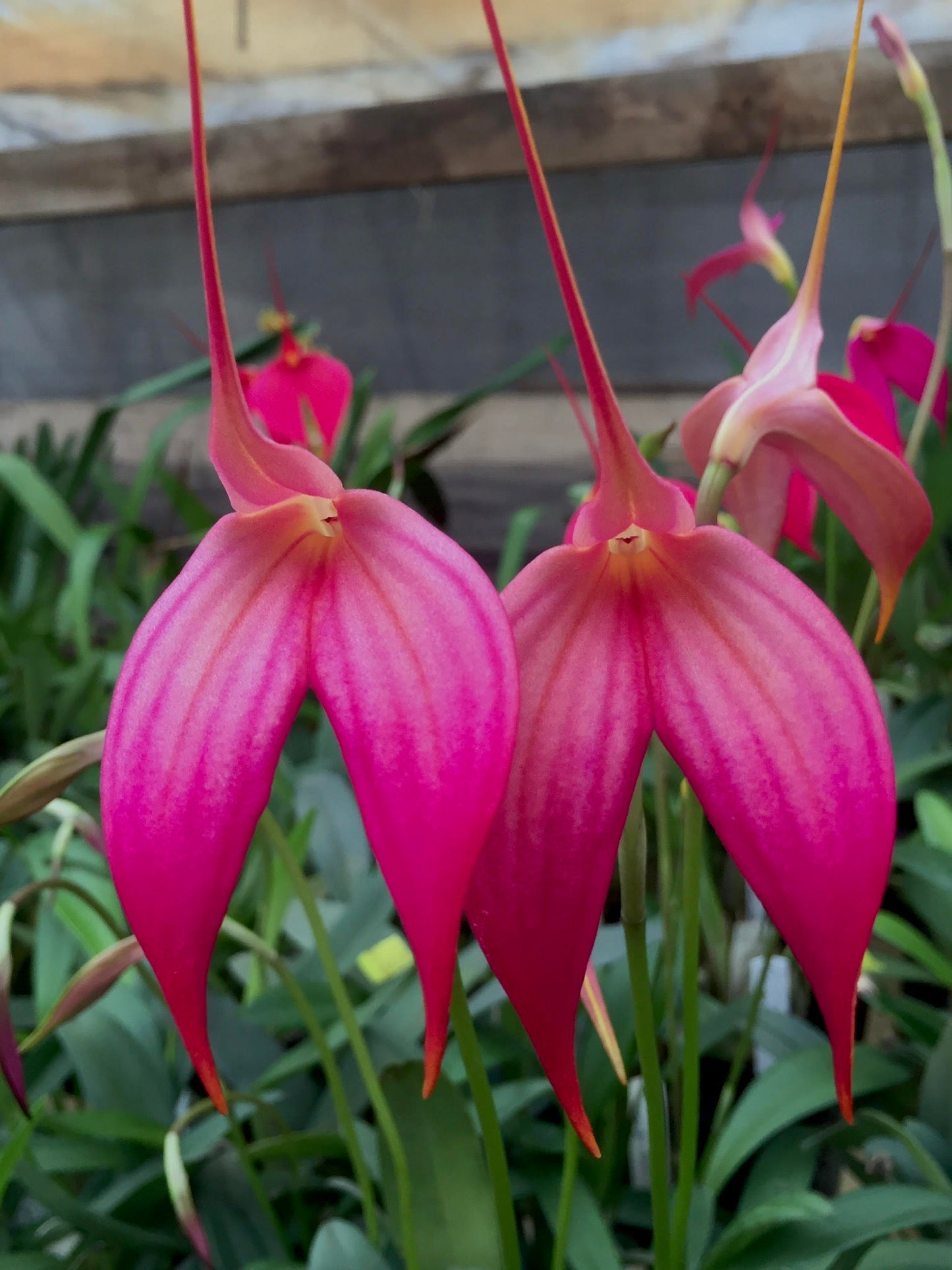 Masdevallia Rubicon 'Learmout' HCC/OSCOV