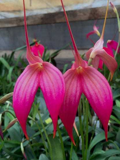 Masdevallia Rubicon 'Learmout' HCC/OSCOV