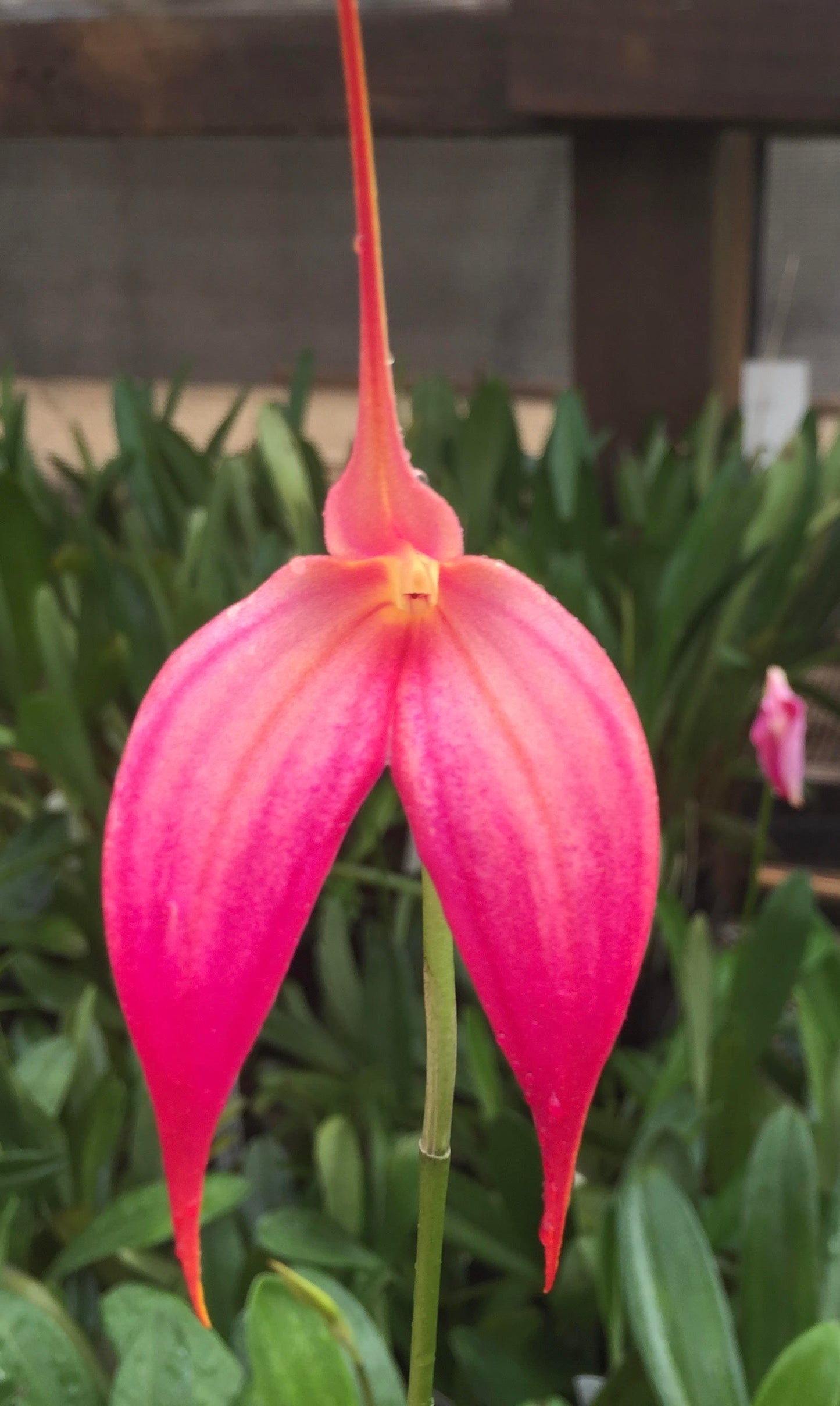 Masdevallia Rubicon 'Learmout' HCC/OSCOV