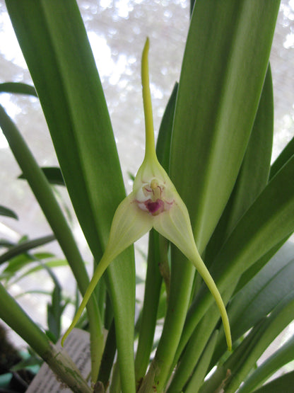 Masdevallia Sea Breeze ‘Limelight’