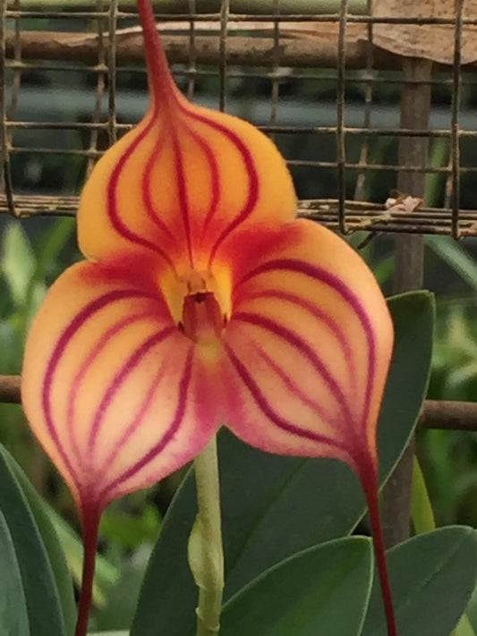 Masdevallia Southern Comfort 'Mini Tiger'