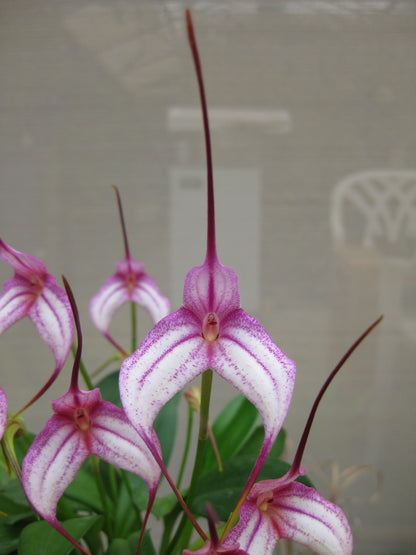 Masdevallia Sugar Baby × Angel Crest 'Toby Toes'