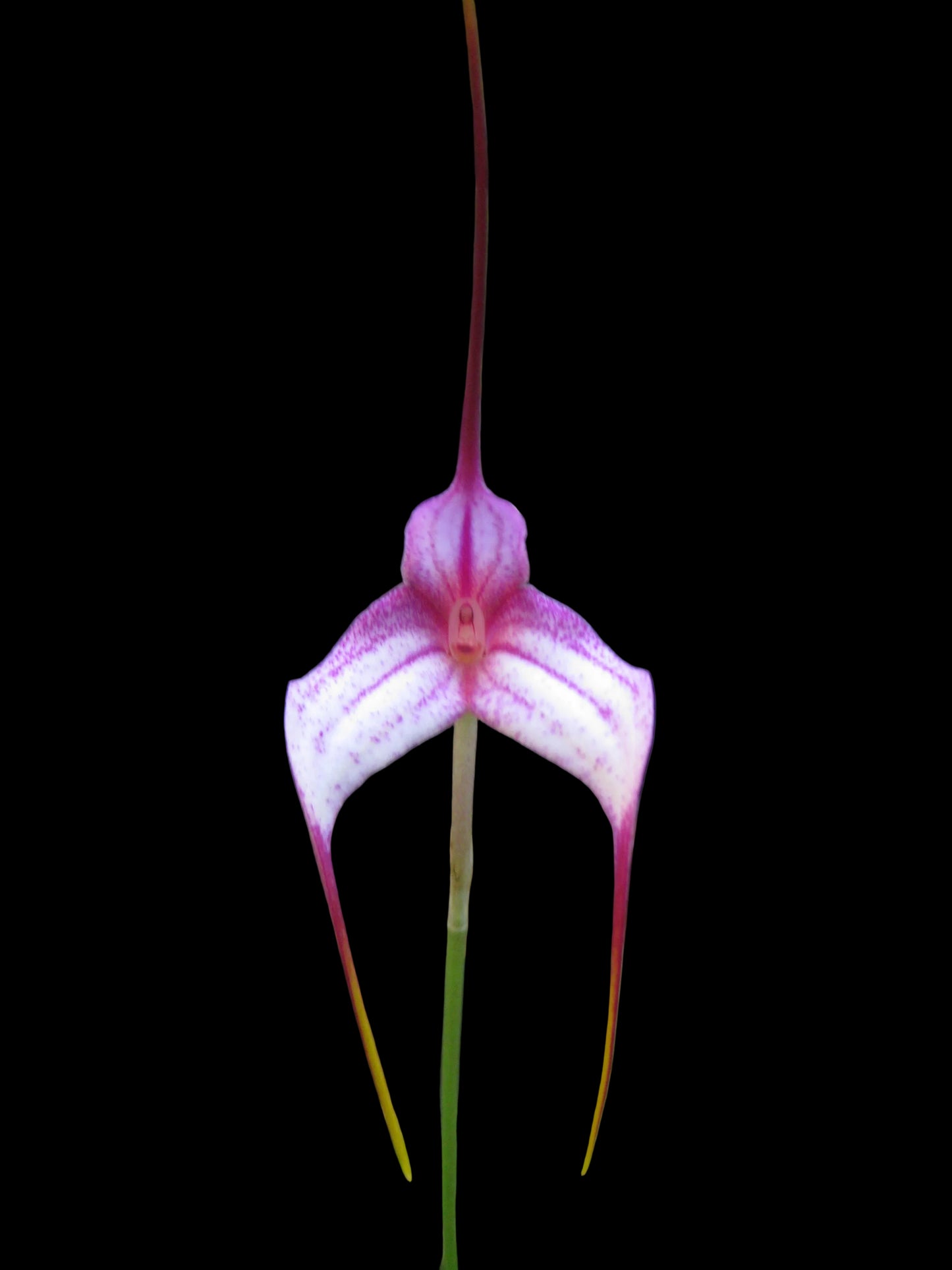 Masdevallia Sugar Baby × Angel Crest 'Toby Toes'