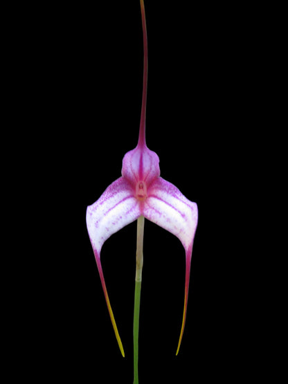 Masdevallia Sugar Baby × Angel Crest 'Toby Toes'