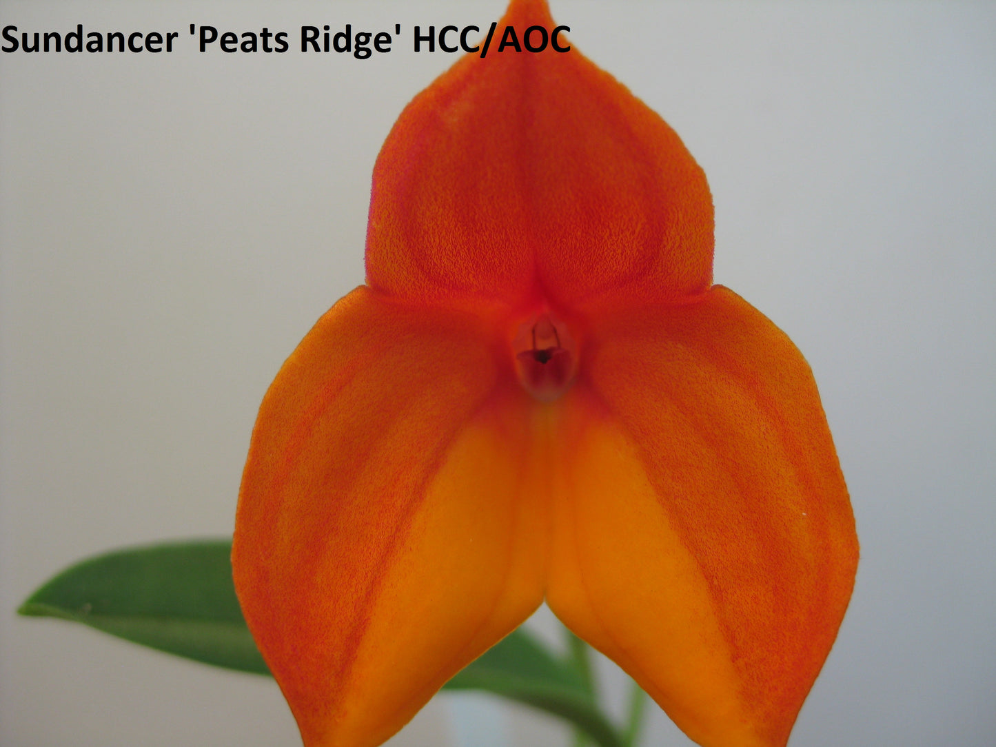 Masdevallia Sundancer 'Peats Ridge' HCC/AOC second flower view showing strong colour and clean presentation