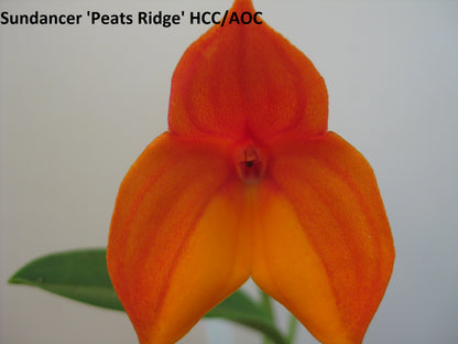Masdevallia Sundancer 'Peats Ridge' HCC/AOC second flower view showing strong colour and clean presentation