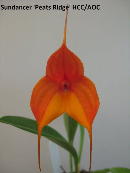 Masdevallia Sundancer 'Peats Ridge' HCC/AOC flower close-up showing vivid orange colouration and HCC award-quality form