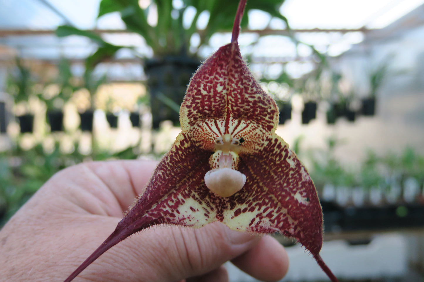 Dracula Sux 'Big Time' flower close-up showing hybrid form and colouration