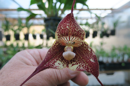 Dracula Sux 'Big Time' flower close-up showing hybrid form and colouration