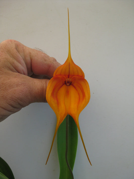 Masdevallia Tiger Kiss ‘GRR’