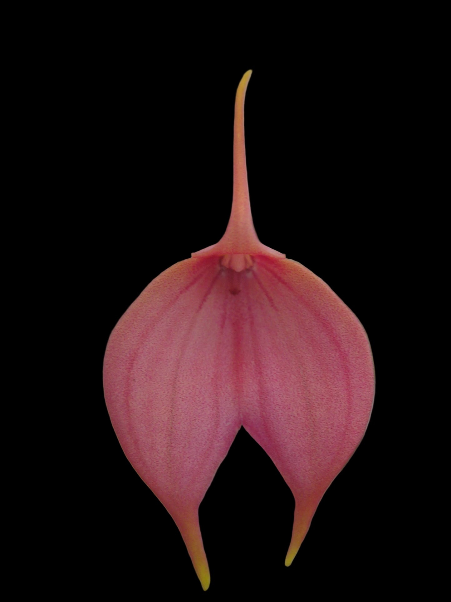 Masdevallia Twinky 'Apricot' flower close-up showing apricot-pink hybrid colouration