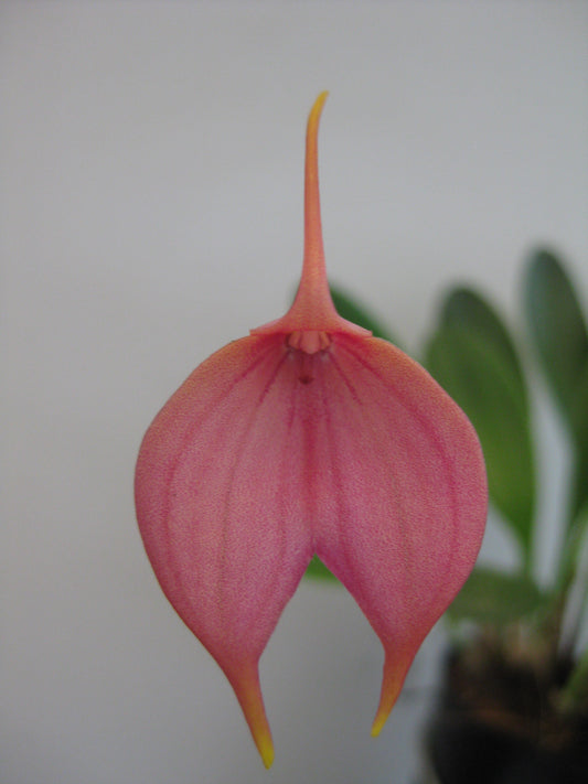 Masdevallia Twinky 'Apricot'