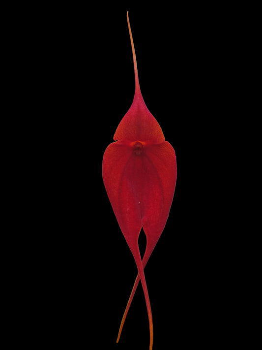 Masdevallia Urubamba