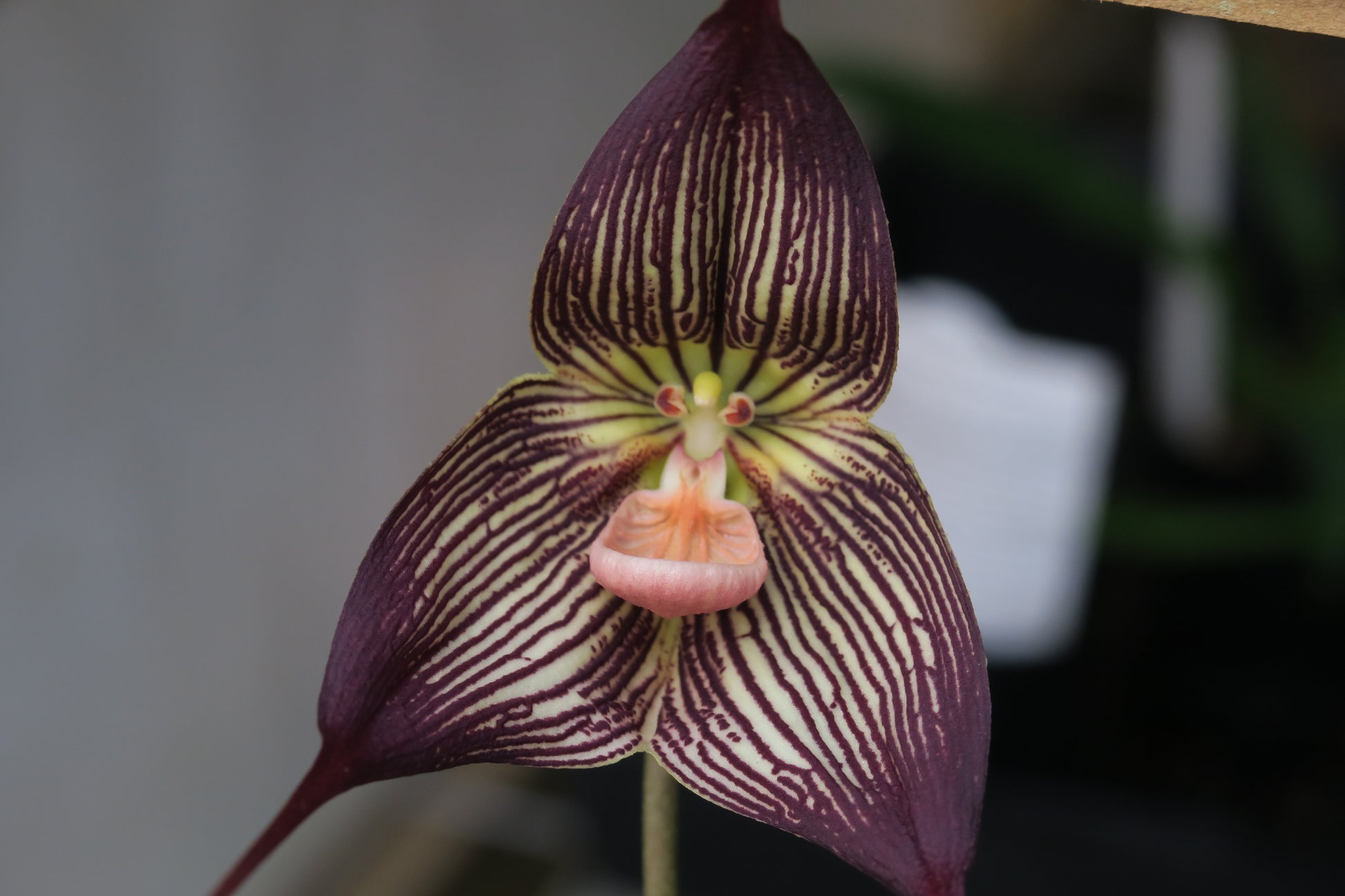 Dracula vampira flower close-up showing intensely dark veined colouration and dramatic scale
