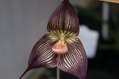 Dracula vampira flower close-up showing intensely dark veined colouration and dramatic scale