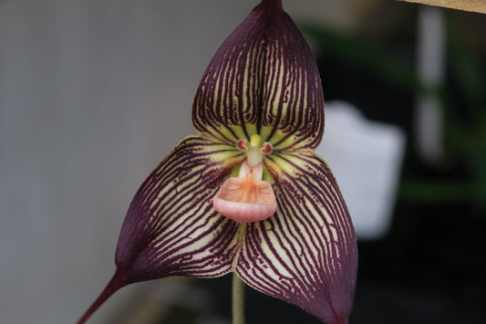 Dracula vampira flower close-up showing intensely dark veined colouration and dramatic scale