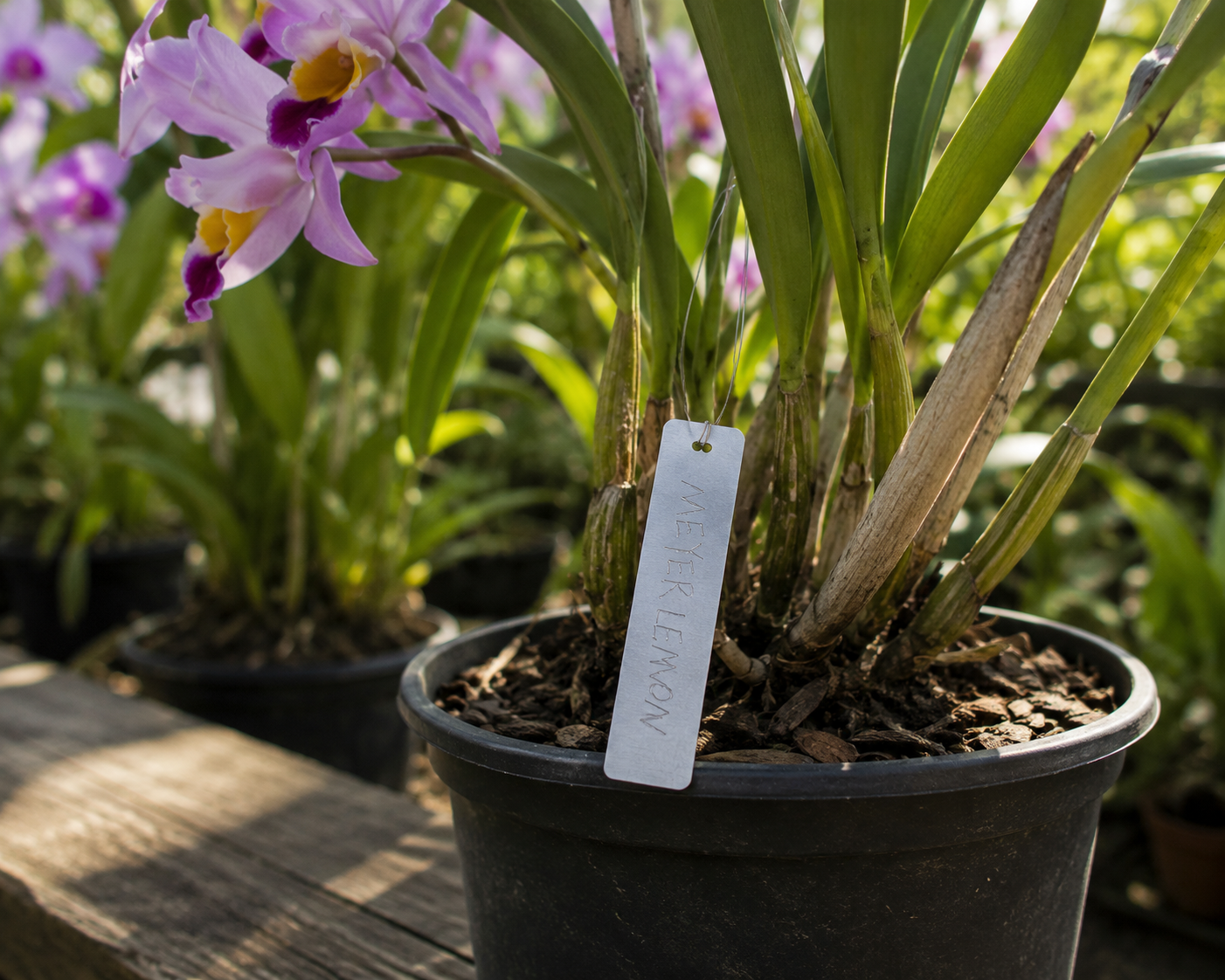 Aluminium Orchid Plant Tag 82mm x 25mm shown in use on plant