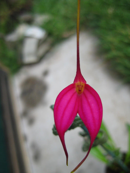 Masdevallia amabilis
