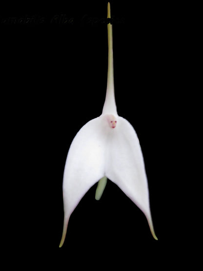Masdevallia amabilis 'Alba' flower close-up showing pure white alba form of M. amabilis