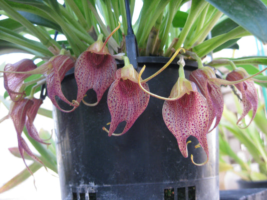 Masdevallia angulata 'Pebble Beach'